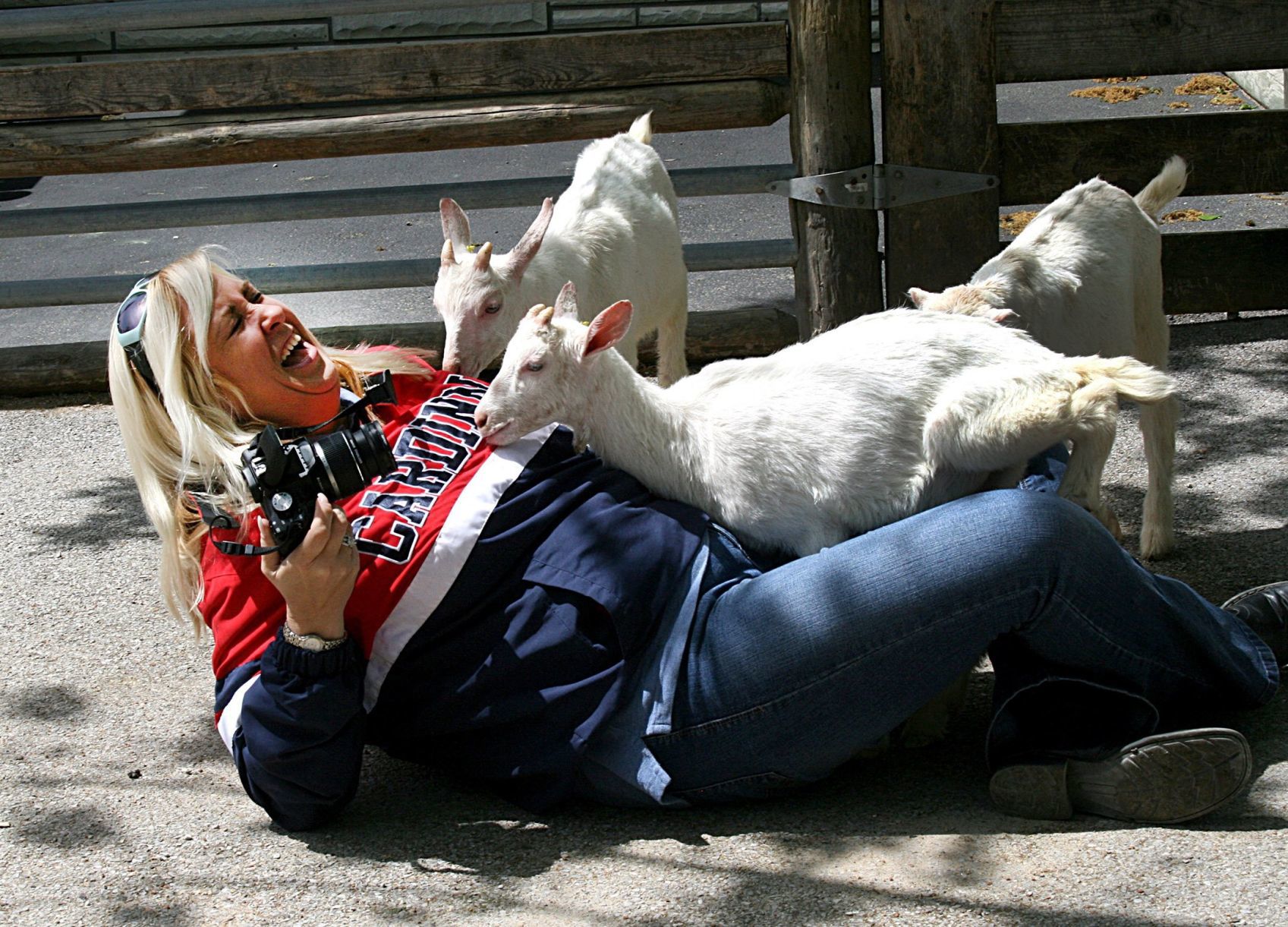 Giddy for goats!